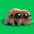 Lucas the Spider