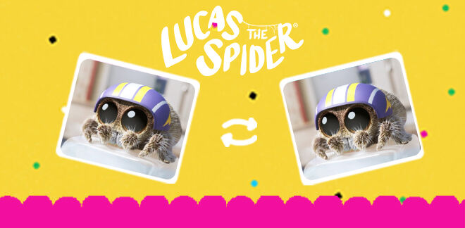 Lucas, die Spinne - Finde das Paar